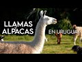 LLAMAS y ALPACAS en Uruguay