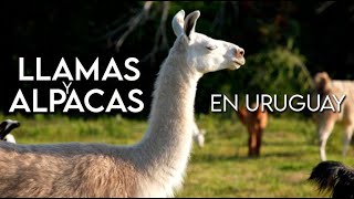 LLAMAS y ALPACAS en Uruguay