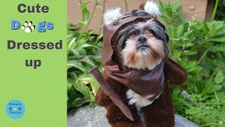 Dog Halloween Costumes diy by Simple Dog Facts 242 views 1 year ago 10 minutes, 4 seconds