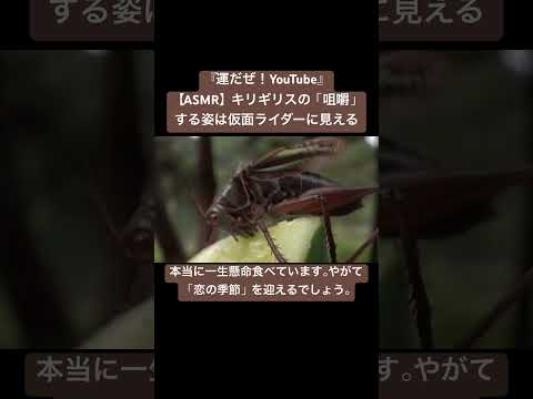 【ASMR】キリギリスの「咀嚼」する姿は仮面ライダーに見える #sdgs #虫の音 #sound #asmr #仮面ライダー #yt #insects #chewing #grasshopper