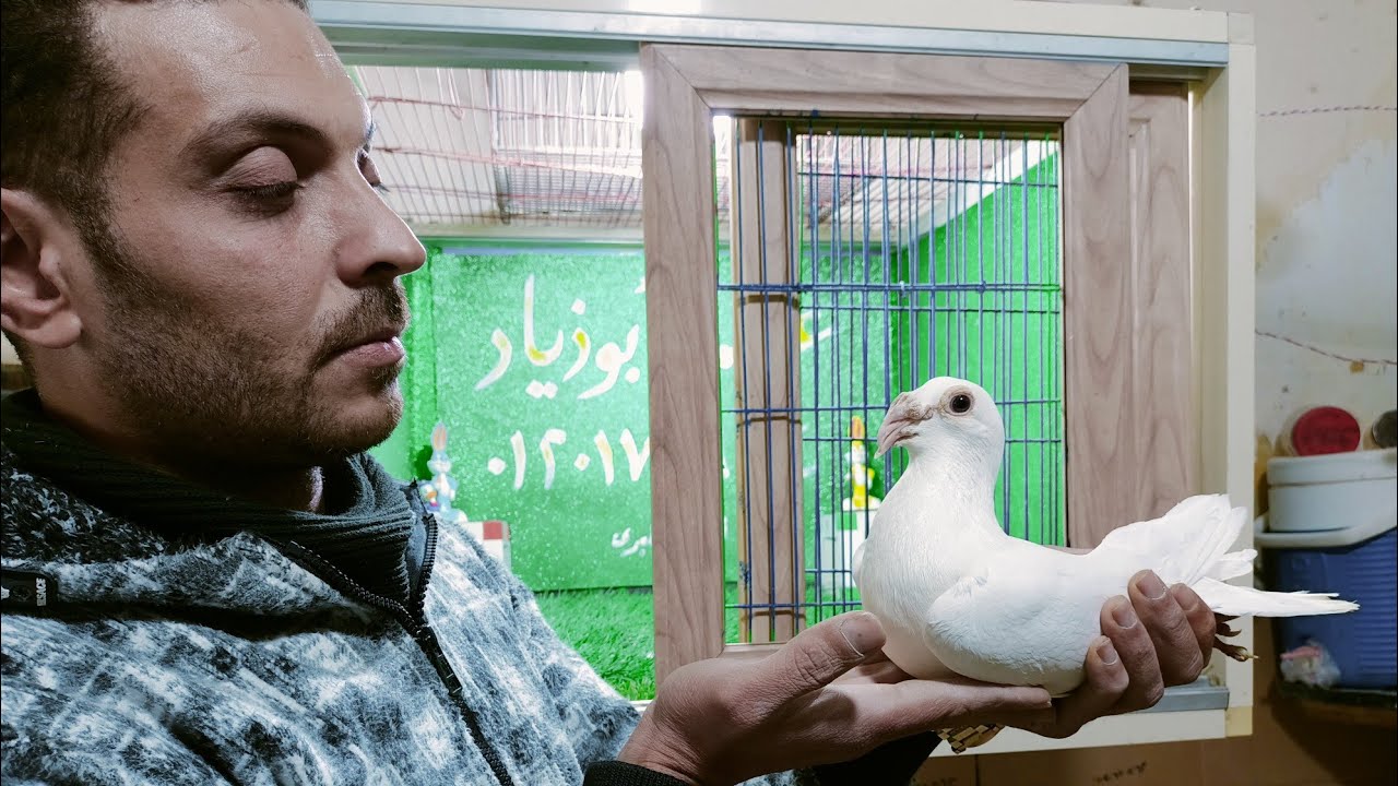 للبيع مجموعه حمام زواجل ومراسلات وبلق قشر بندق عند ابو زياد 01201789034#العناني