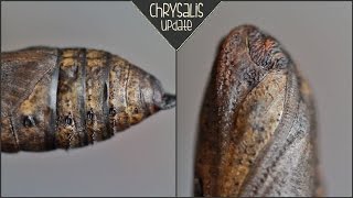 Elephant Hawk Moth Chrysalis Update!!