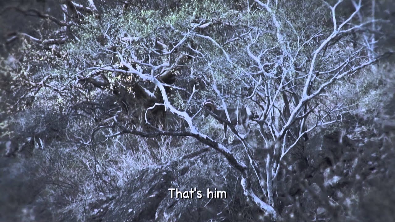 Headhunter Chronicles - Mexico Desert Sheep