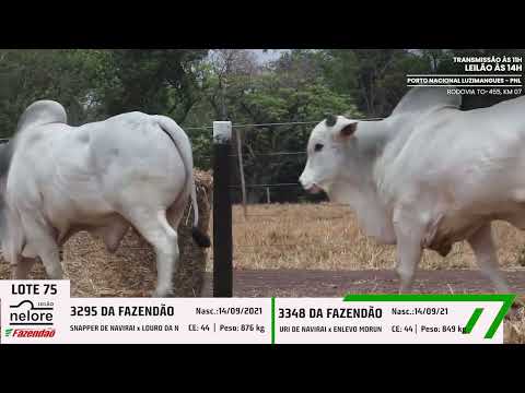 LOTE 75