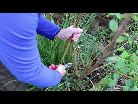 What To Do In Your Garden 7th January 2018