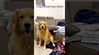 Dog owners can relate #doglover #goldenretriever ​⁠@miniscoutdog