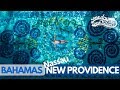 Visiter nassau et new providence pour la premire fois   vlog bahamas
