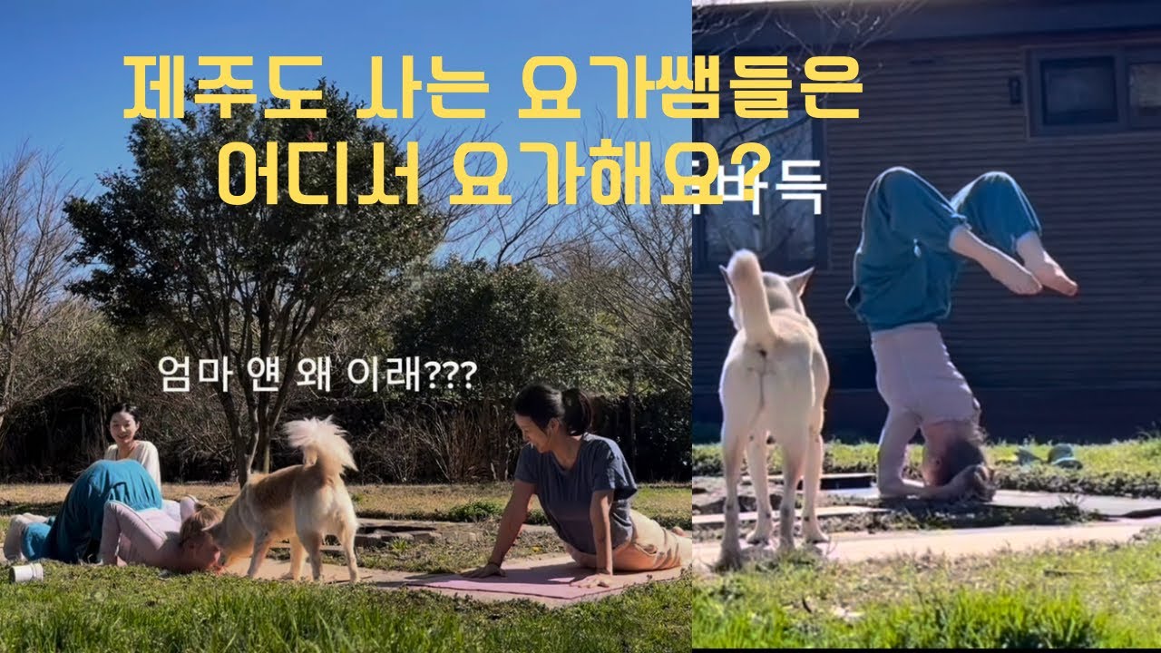 ep2 🧘🏻‍♀️제주도  흔한 마당요가🏡 | | 머리서기 | 하누만아사나 | 칸다아사나 | 부장가아사나 | 라자카포타