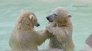初めてのプールで遊ぶ親子~Polar Bears in the new pool