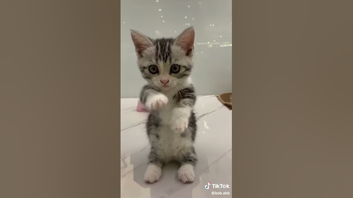 cuki macskás videó tiktok cute cat video