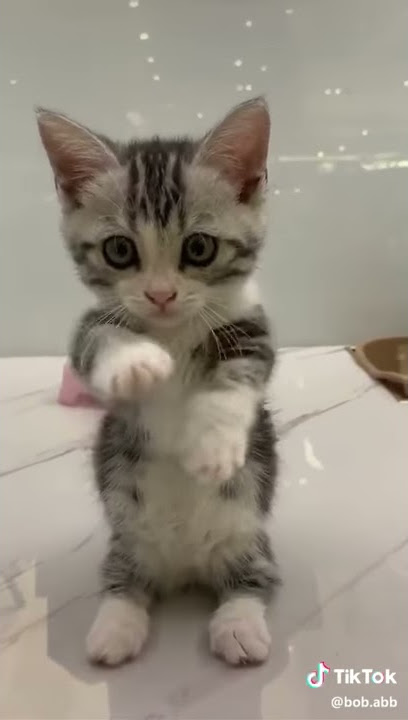 cuki macskás videó tiktok cute cat video