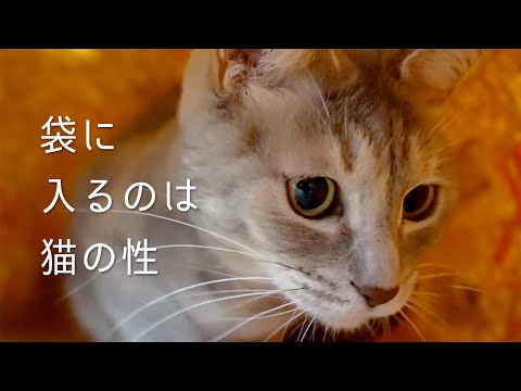 袋に入るのは猫の性