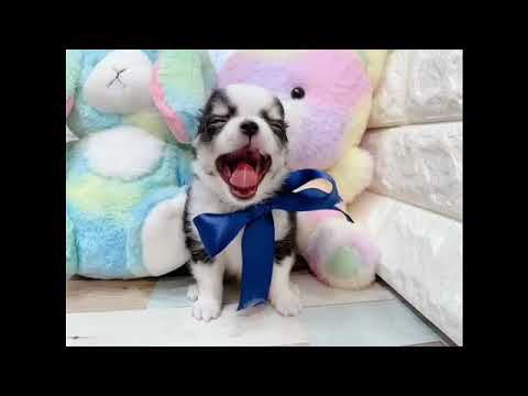 130881 チワワ（ロング）♂ ペットショップ犬の家神戸店 - YouTube