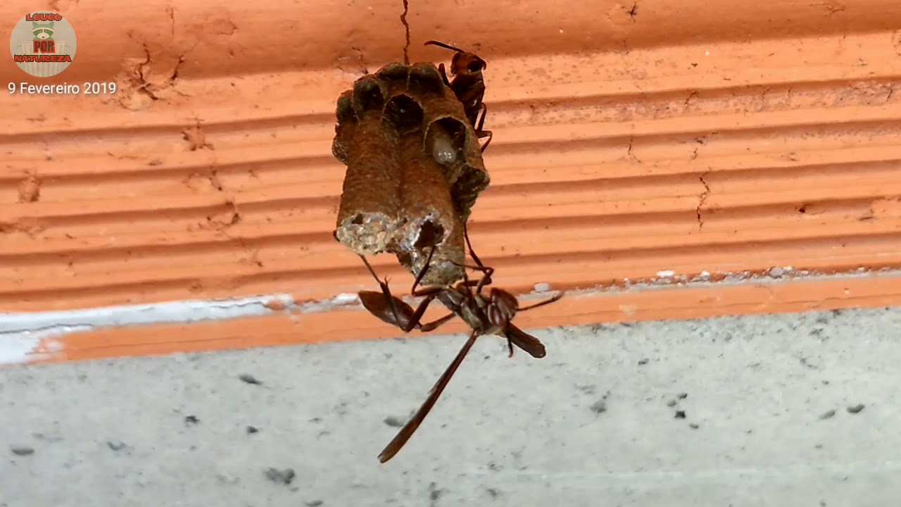 Marimbondo Cavalo - YouTube