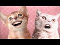 Ozone Cats-Miah ha hi :D Mp3 Song