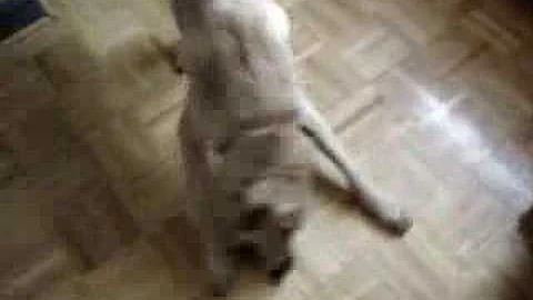 Floyd Goode service dog get pencil