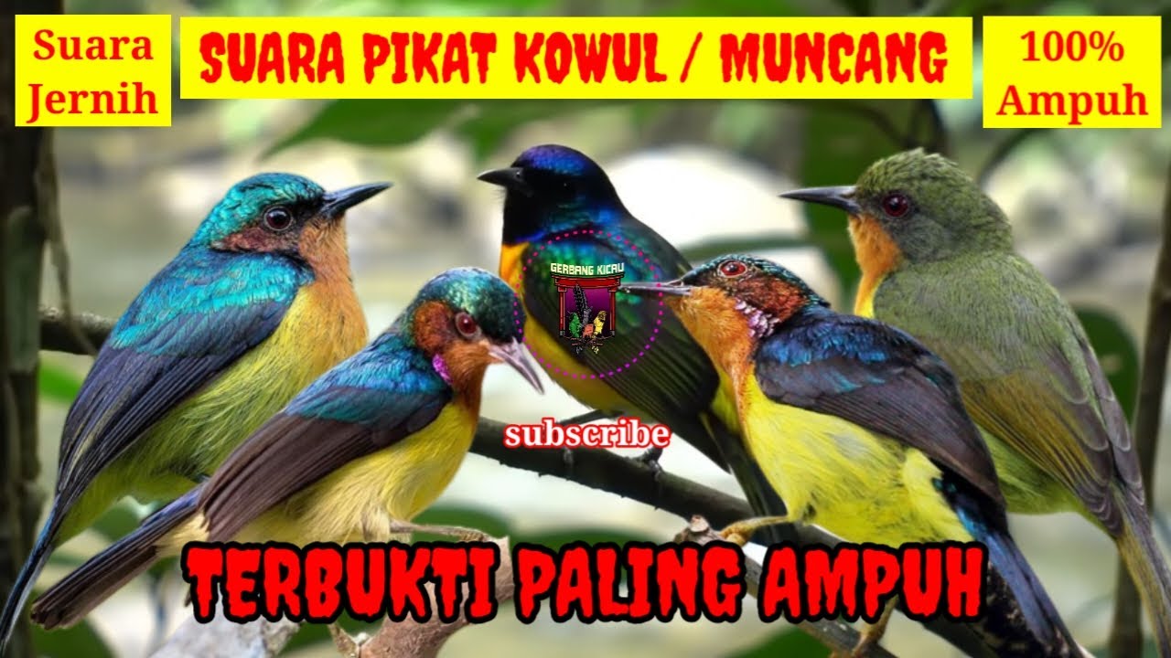 SUARA PIKAT KOLIBRI WULUNG/KOWUL/KOLIBRI MUNCANG TERBUKTI PALING AMPUH SUARA PALING JERNIH