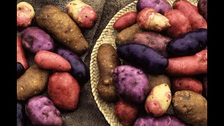 Ранние,урожайные сорта картофеля.Топ 10