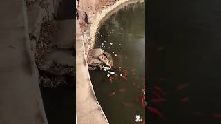 Download Lagu The amazing fishing skills of cats#cat#catvideos #catlover#catchfish #fyp MP3 Download Lagu The amazing fishing skills of cats#cat#catvideos #catlover#catchfish #fyp MP3