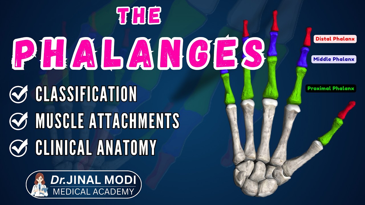 Phalanges Anatomy: Introduction, Structure, Attachments & Clinical Anatomy (Full Lecture)