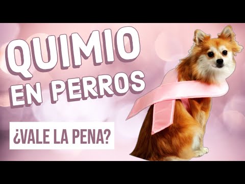 Quimioterapia en Perros hqdefault