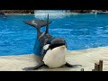 Orca Encounter (Corky/Orkid chase each other) June 3, 2023 - SeaWorld San Diego