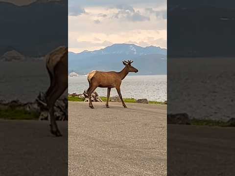 Beautiful Elk 🦌 in Yellowstone National Park #yellowstone #wyoming #elk #travel #shorts #youtube