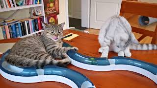 Monty und Bini   Die Ballbahn 1