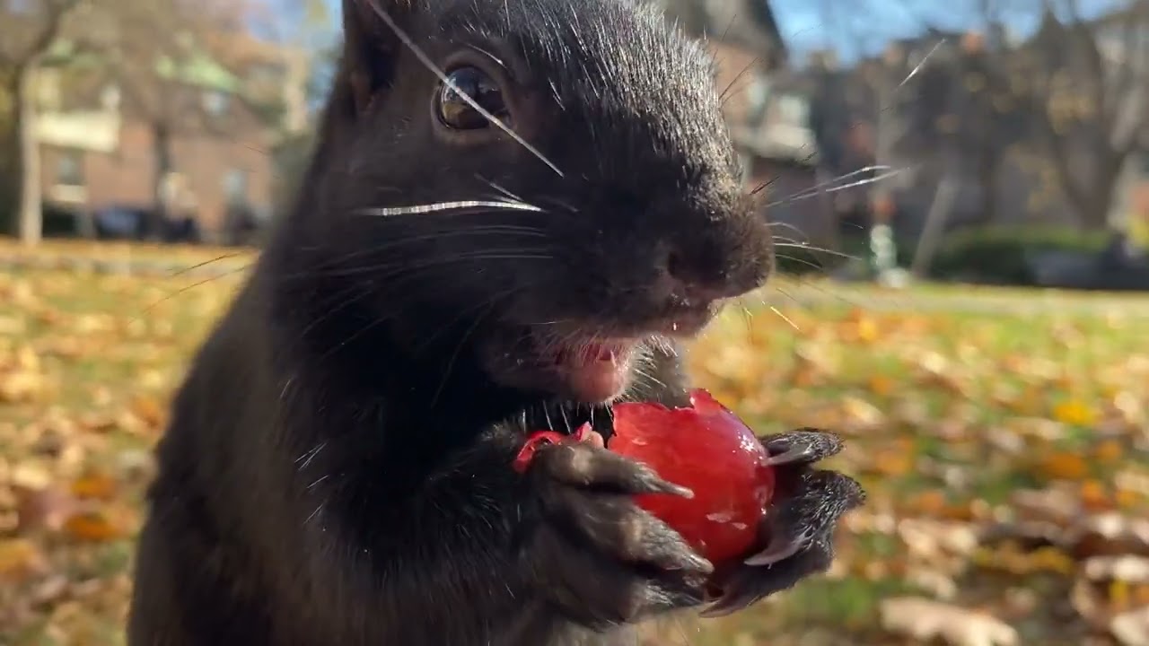 I cheated and gave Scruffer a grape!