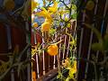 В Геленджике созрели дикие лимоны, можно собирать урожай