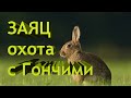 ОХОТА С ГОНЧИМИ на ЗАЙЦА!!!