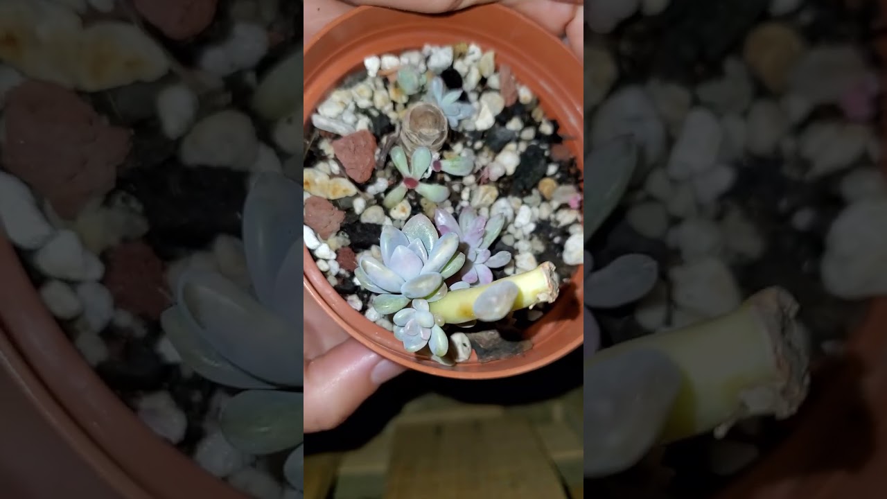 2da parte de esta belleza  monstruosa 😎😎    Amarán a sus bebés 😍😍