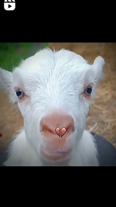 Wait for last || Raihan Ali 2.0 | #instagram #reels #instagramreels #tanding #fyp #funny #raihanali