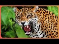 The Last Jaguars | 1000 Days for the Planet | Real Wild