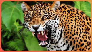 The Last Jaguars | 1000 Days for the Planet | Real Wild