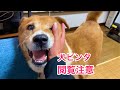 【犬をひたすらビンタする映像】閲覧注意