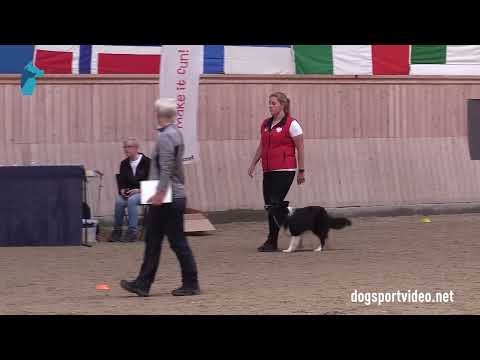 Qualification - Jagoda Wejchan + Never Never Land F’Falcon/Border Collie - Poland