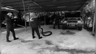 Firefighters Remove 13 Ft Python From Under Cars Bonnet Profile