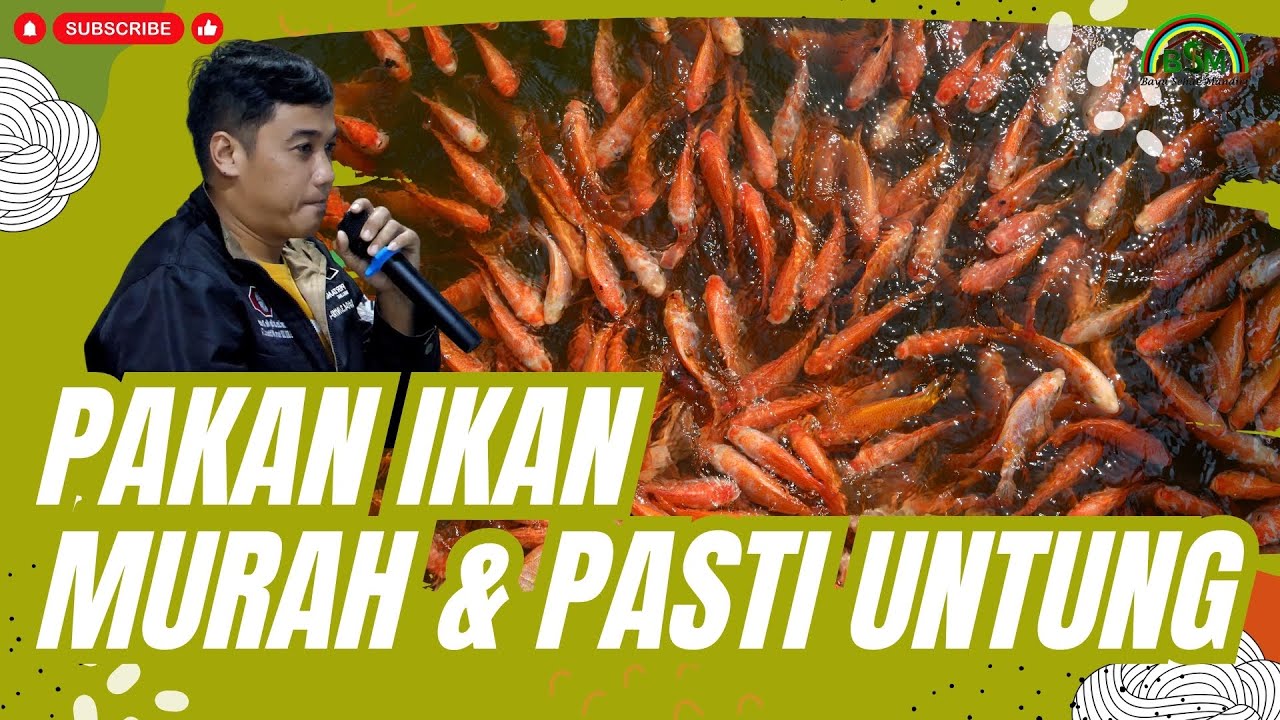 Pakan Yang Tepat untuk Ikan Nila #bayudiningrat #bayusehatmandiri A9