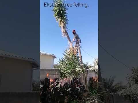 Yucca Removal 