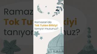 Ramazan’da Tok Tutan Bu Bitkiyi Tanıyor Musunuz? #shorts #modernaktar Resimi