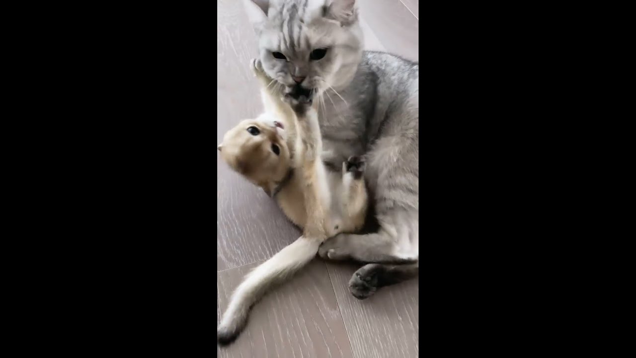 BLACKPINK LISA INSTAGRAM STORY UPDATES