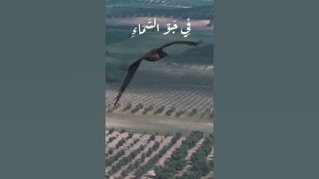 الم يروا الي الطير مسخرات....(سورة النحل  79)