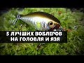 5 ЛУЧШИХ ВОБЛЕРОВ ДЛЯ РЫБАЛКИ НА ГОЛОВЛЯ И ЯЗЯ