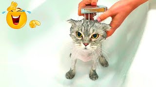 Funny animals video. The most funny moments with cats and dogs. Animal Sounds. Part 178 by Funny Animals Channel 800 views 1 year ago 10 minutes, 6 seconds