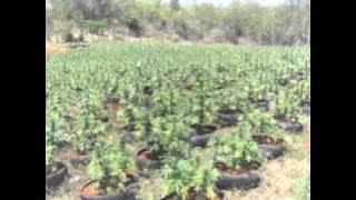 RIDAZZ FEAT. GANJA - THE WEED LOVE