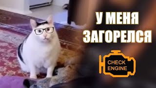 Кот Бендер: 