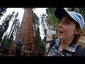 Seeing the largest tree in the world - Sequoia National Park