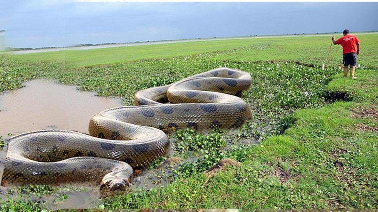 RÃ©sultat de recherche d'images pour "L'Anaconda"