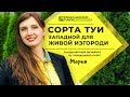 Живая изгородь из туи: какие сорта выбрать?